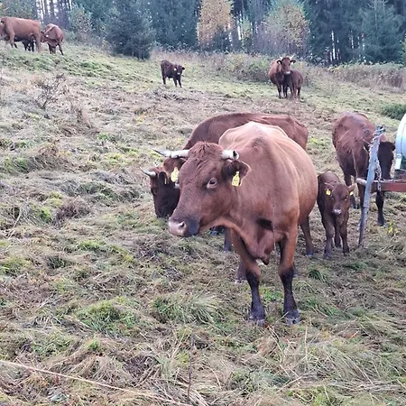 Apartmán Schnucki *